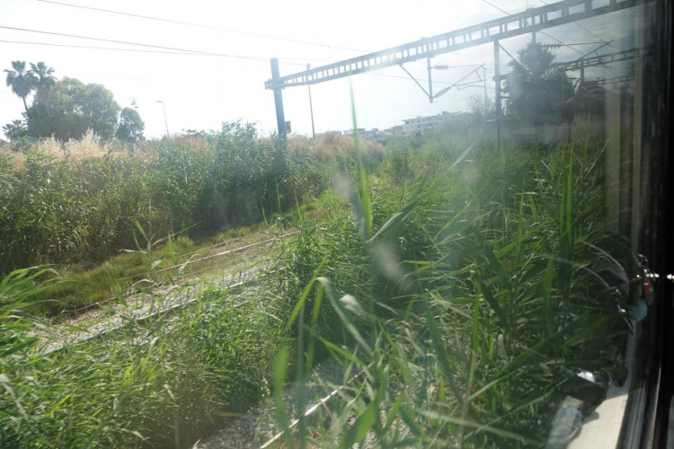 Gras und Schilf überall im Gleisbereich